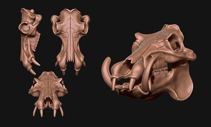 hipopótamo cráneo cnc hueso joyería cabeza anatomía esqueleto muerto muerte animal tumba ciencias metal miniaturas biología figuritas 3D print model - Mito3D