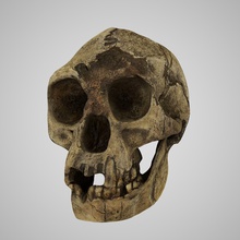 homo floresiensis schädel realistisch natur knochen evolution sprache alt wissenschaft biologie 3d print model - Mito3D