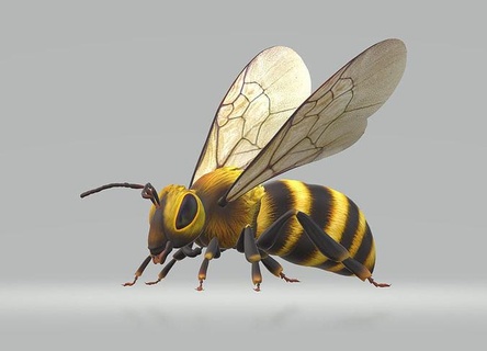 Hornisse Biene 3d Modell bereit drucken Insekt Tier Tierwelt Natur Flügel Fliege wirbellos Fehler Honig Wespe Honigbiene Stachel Hummel Gliederfüßer Miniaturen Figuren Kunst Skulpturen 3d print model - Mito3D