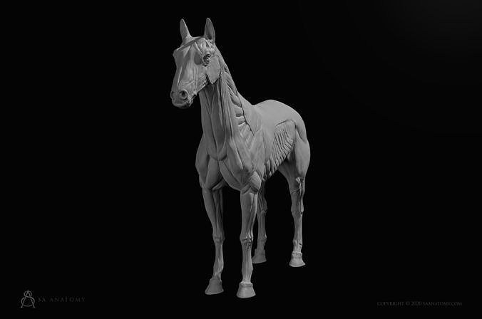 horse equine Anatomie Pferd Tier Säugetier Bauernhof Körper ecorche ecorshe zbrush Pferde Kunst Skulpturen Statue 3D print model - Mito3D