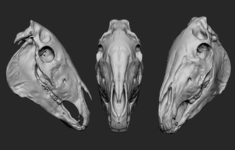 at kafatası anatomi karakter kemik vücut hayvan iskelet omurga bilim biyoloji fizyoloji servikal uyluk insan kişi kas sağlık insanlar tek renkli sistemi sanat heykeller 3d print model - Mito3D