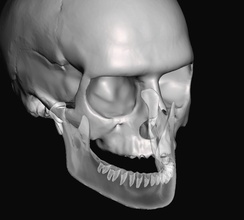 human anatomy skull fit to teeth library jaw bone head anatomical dental dentistry dentaltechnology science biology mandibularcanal mandible 3d print model - Mito3D