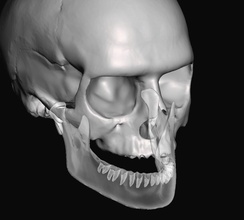 anatomie schädel passen to zähne bibliothek kiefer knochen kopf anatomisch dental zahnheilkunde zahntechnik wissenschaft biologie mandibularcanal unterkiefer 3d print model - Mito3D