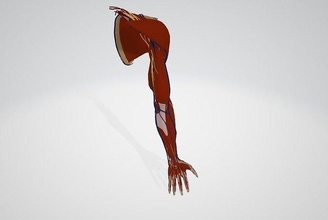umano braccio anatomia 3dmodels scienza biologia 3d print model - Mito3D