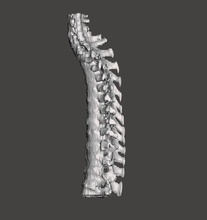 humano espinha dorsal or coluna cervical anatomia osso ciência biologia 3d print model - Mito3D