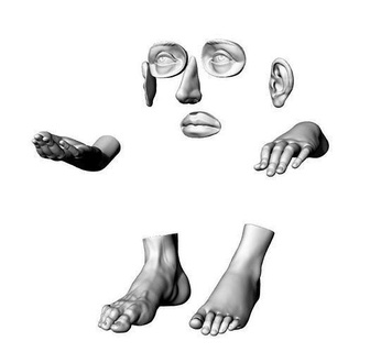 humano corpo partes modelo 3d impressão alto qualidade orelha olho boca nariz mão pés arte esculturas 3d print model - Mito3D