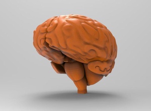 umano cervello anatomia scienza organo corpo sinapsi neurotrasmettitore mente 3d stampa stampabile fai re pare interno dendrite micro intestino po biologia 3d print model - Mito3D