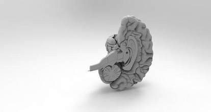 human brain anatomy nervous system organ nerve mind cerebellum intelligence science body neuron internal neurology cerebral medical biology 3d print model - Mito3D