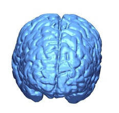 umano cervello 3d modello mri dicom anatomia testa lobo corpo 3dprinting piega scienza biologia 3d print model - Mito3D