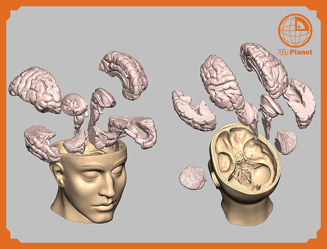umano cervello medico modello educativo scopi 3dprinting modellomedico uso emisfero cerebrale Lobo temporale occipitale sistema limbico cervelletto frontale corpo calloso tronco encefalico cavalluccio marino l 39 isola globo pallido capsula interna ventricoli scienza biologia 3D print model - Mito3D