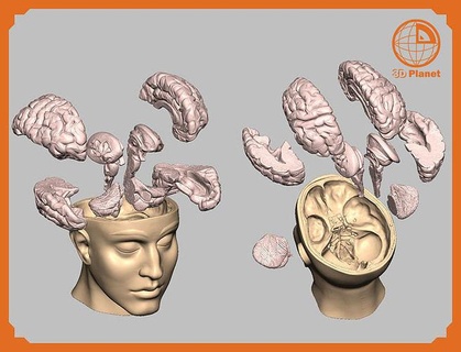 insan beyin tıbbi model eğitici amaçlar 3dprinting Tıbbi Eğitim amaçlı kullanım Yarım akıllı Temporal lob oksipital Limbik sistem beyincik Frontal korpus kallozum sapı Denizatı ada küre soluk iç kapsül ventriküller Bilim Biyoloji 3d print model - Mito3D