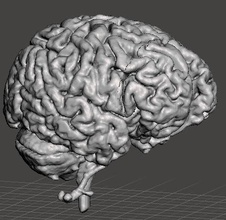 human brain model anatomical science anatomy cerebral lobe neurology humanbrain intellectual psychology parietal biology 3d print model - Mito3D