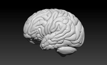 human brain structure educational print neurology head anatomy intelligence science body cell mind biology 3d print model - Mito3D
