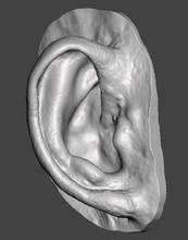humain anatomie de l'oreille réelle texture la peau art l'anatomie oreillette prothèse naturel science médicaux sculptures 3d print model - Mito3D