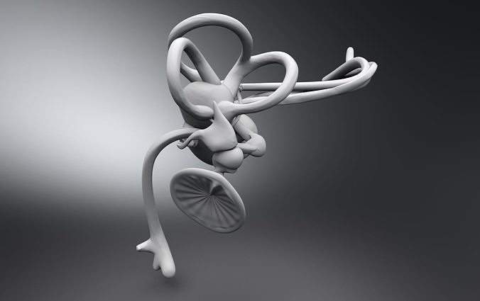 umano orecchio interno anatomia organo scienza udito biologia sensoriale medico educativo cocleare uditivo 3D print model - Mito3D