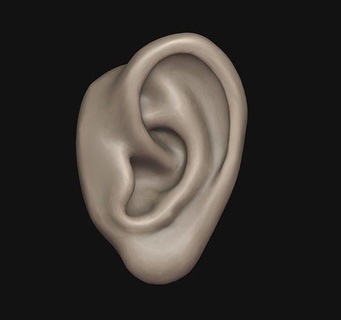 humano oído anatomía aurícula pabellón oreja concha Arte cartílago lóbulo ala escuchando ruido impresión imprimible esculturas 3d print model - Mito3D