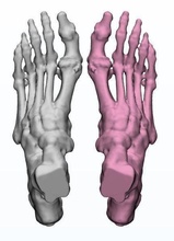 humano pies 3d modelo hembra anatomía cuerpo médico anatómico medicamento dicom ct Ciencias biología 3d print model - Mito3D