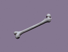 human femur anatomy ankle bone hip joint leg medical medicine science skeletal skeleton surgery thigh biology 3d print model - Mito3D