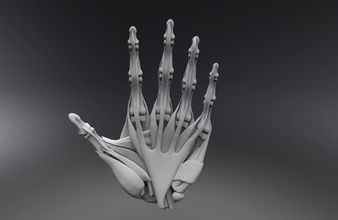 human hand muscles health muscle tendon finger palm wrist bone anatomy science medical scan replica biology 3d print model - Mito3D