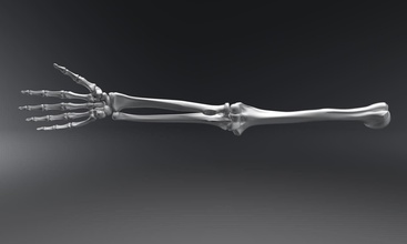 insan el gerçekçi mafsallı anatomi bilim kol osteoloji erkek parmak alçakgönüllü yarıçap ulna kürek kemiği iskelet sistemi tıbbi ölçek taramak kopya biyoloji 3d print model - Mito3D