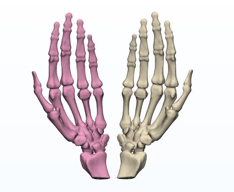 humano mãos 3d impressão modelos anatomia medicamento esquerda mão ciência 3D print model - Mito3D