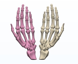 human hands 3d print models anatomy medicine printing left hand science 3d print model - Mito3D