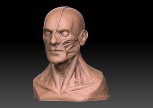 kopf künstlerisch anatomie büste muskeln studie körper bildung statue kunst skulpturen ecorche 3d print model - Mito3D