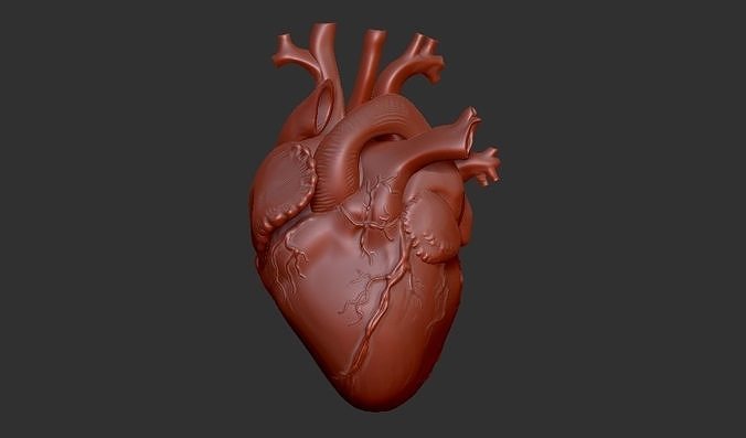 humano coração orgânico namorados amar anatomia 3d 3dprint 3dprintingheart 3dprintable modelos recentes único bofy ciência órgão arte esculturas 3D print model - Mito3D