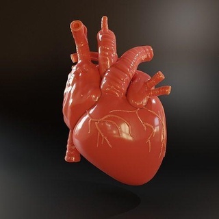Herz Skulptur Anatomie Gesundheit Skulpturen druckbar Wissenschaft Biologie 3d print model - Mito3D