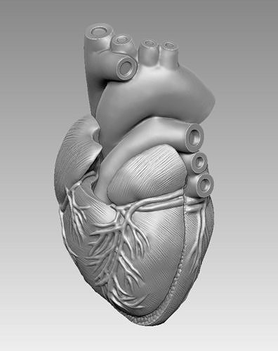 humano corazón 3d impresión modelo imprimible médico aparato cuerpo organo realista detalles joyería joya anatomía cardiovascular sistema industrial personaje ciencias biología 3D print model - Mito3D