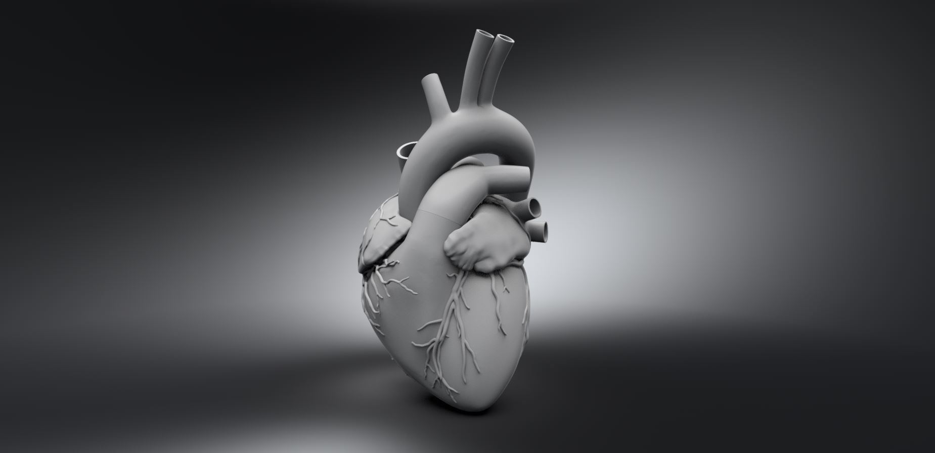 umano cuore attraversare organo scala scansione replica anatomia medico scienza biologia 3D print model - Mito3D