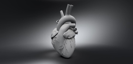 humain cœur traverser organe échelle analyse réplique anatomie médical science biologie 3d print model - Mito3D