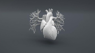 human heart structure 3d educational print organ internal cardiovascular science biology 3d print model - Mito3D