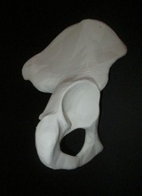 insan kalça bone right parça kemik leğen kemiği anatomi bilim biyoloji iskelet tıbbi omurga omur sistemi ilaç el kadın adam 3d print model - Mito3D