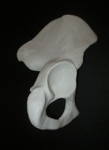 insan kalça kemiği-iki parça bilim iskelet kemik kemikler pelvis omurga anatomi vücut biyoloji tıbbi humerus İnsan Anatomisi iskeleti vücudu kemikleri 3d print model - Mito3D