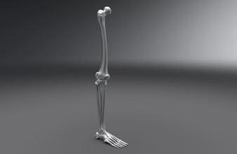 umano gamba realistico articolato anatomia scienza osteologia maschio dito scheletrico sistema medico scala scansione replica arto biologia tibia perone femore 3d print model - Mito3D