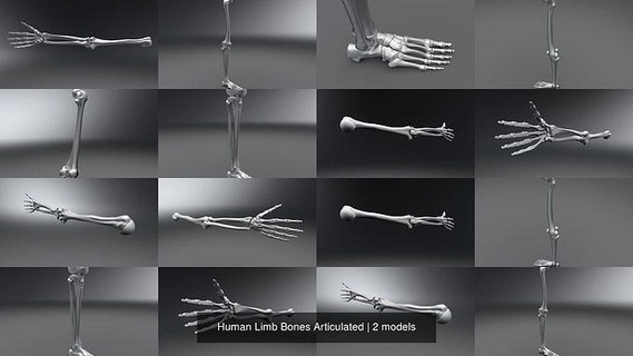 humano miembro huesos articulado anatomía Ciencias mano brazo masculino chistoso radio cubito escápula esquelético sistema médico escala escanear réplica pierna fémur tibia biología 3d print model - Mito3D