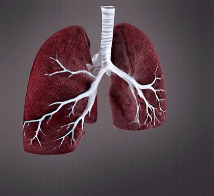 human lungs body health anatomy bodypart cancer male female woman man people character science biology 3d print model - Mito3D