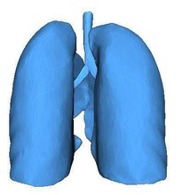 insan akciğerler akciğerleri ct tarama ct taramak dönüştürmek anatomik tıbbi 3dprint bilim 3d print model - Mito3D
