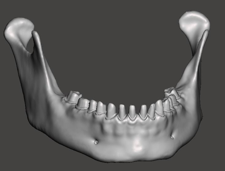 human mandibular jaw typodont anatomy bone teeth dental dentist science biology 3D print model - Mito3D