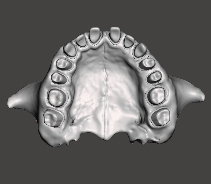 human maxillary jaw typodont anatomy dental teeth dentist dentaltechnilogy science biology 3D print model - Mito3D