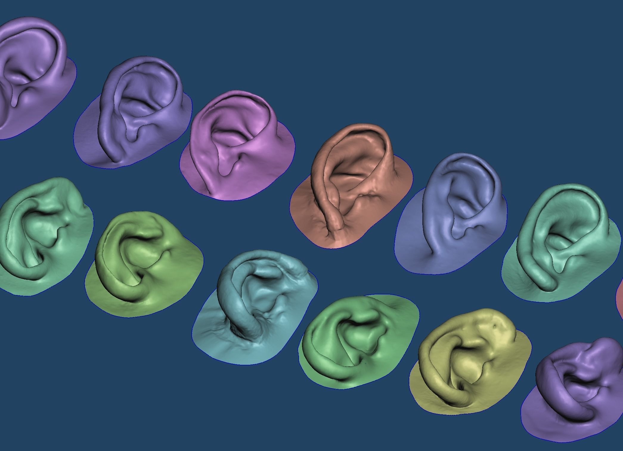 humano natural oído anatomía clasificado prótesis auricular cuerpo cara Ciencias biología 3D print model - Mito3D