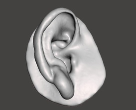 human natural ear right side art body anatomy face science prosthesis sculptures 3d print model - Mito3D