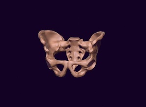 humano pélvis imprimível pélvico ilíaco sacro vértebra osso esqueleto espinha dorsal Ciência impressão modelo umbar biologia anatomia esquelético ílio médico 3d print model - Mito3D