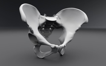 humano pelvis realista articulado anatomía osteología masculino esquelético sistema médico escala escanear réplica biología ciencias sacro cóccix próstata 3d print model - Mito3D