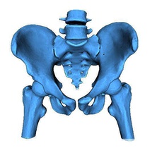 humano pelvis ct escanear anatómico médico 3dprint ciencias biología 3d print model - Mito3D