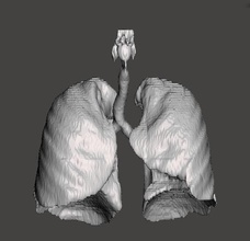 insan solunum sistemi akciğer trakea bronş burun bilim biyoloji 3d print model - Mito3D