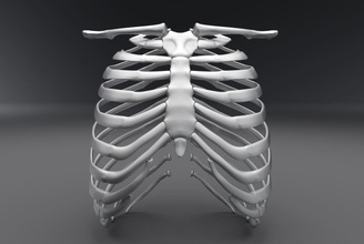 humano costela realista articulado anatomia osteologia masculino esquelético médico escala varredura réplica biologia ciência esterno clavícula 3d print model - Mito3D