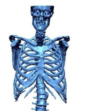 human skeleton anatomy real bone ct medical bodyskeletal spine cranial mandible maxilla head science 3dbones anatomical models medicine biology 3d print model - Mito3D