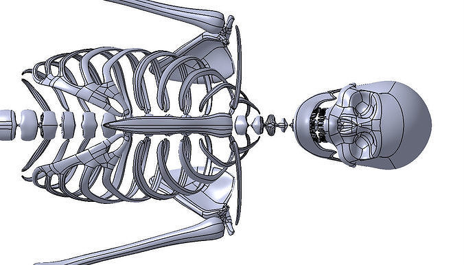 skelett 3d drucken medizinisch druckbar wissenschaft prototyp entwickeln medizin tier tagebuch juwelier diamant ring silber sterling zeitschrift alltäglich drucken zweiwöchentlich kunst skulpturen 3D print model - Mito3D